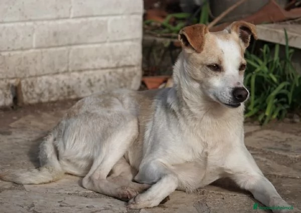 PANNA. adozione del cuore | Foto 2