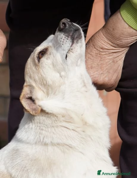 PANNA. adozione del cuore | Foto 1