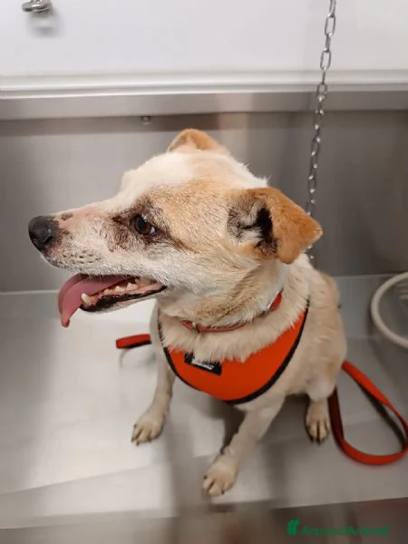 PANNA. adozione del cuore | Foto 0