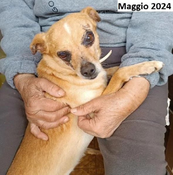 Nocciola, derivato pinscher detto pierrot | Foto 6