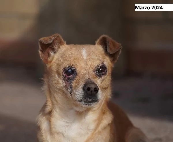 Nocciola, derivato pinscher detto pierrot | Foto 5