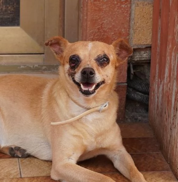 Nocciola, derivato pinscher detto pierrot | Foto 4