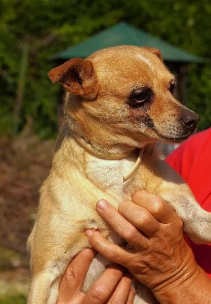 Nocciola, derivato pinscher detto pierrot | Foto 3