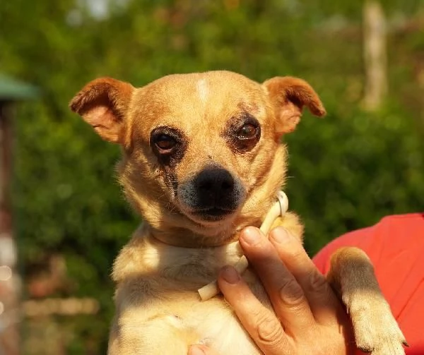Nocciola, derivato pinscher detto pierrot