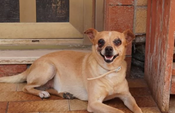 Nocciola, derivato pinscher detto pierrot | Foto 2