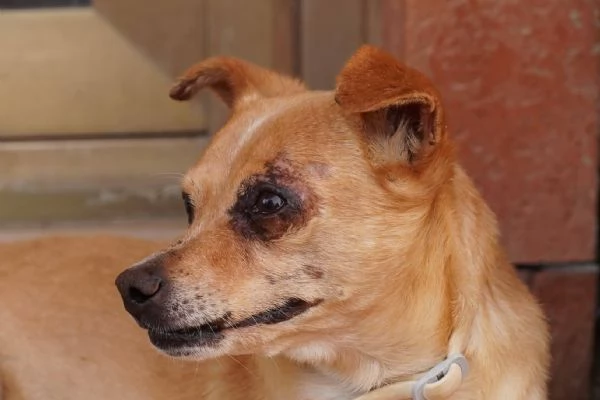 Nocciola, derivato pinscher detto pierrot | Foto 1