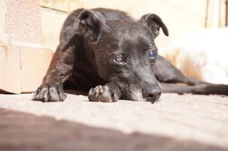 Bobby, super adozione del cuore | Foto 1