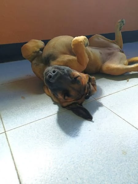 Kuba, derivato pastore dal carattere solare | Foto 2