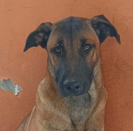 Kuba, derivato pastore dal carattere solare | Foto 0