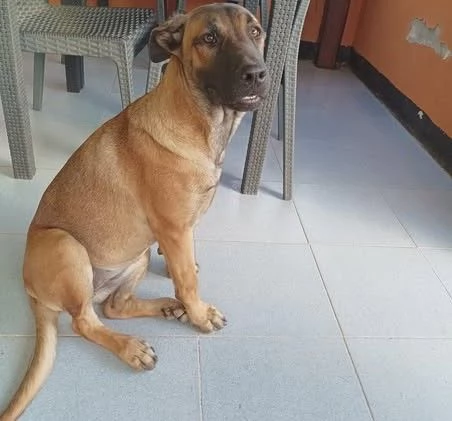 Kuba, derivato pastore dal carattere solare