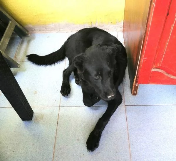 Margot, cucciola simil labrador