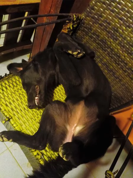 Margot, cucciola simil labrador | Foto 2