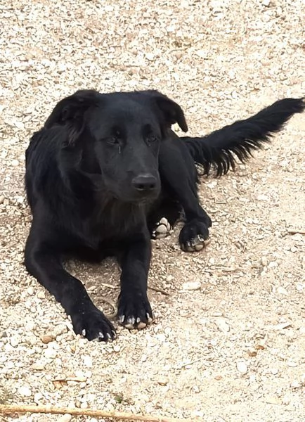 Margot, cucciola simil labrador | Foto 1