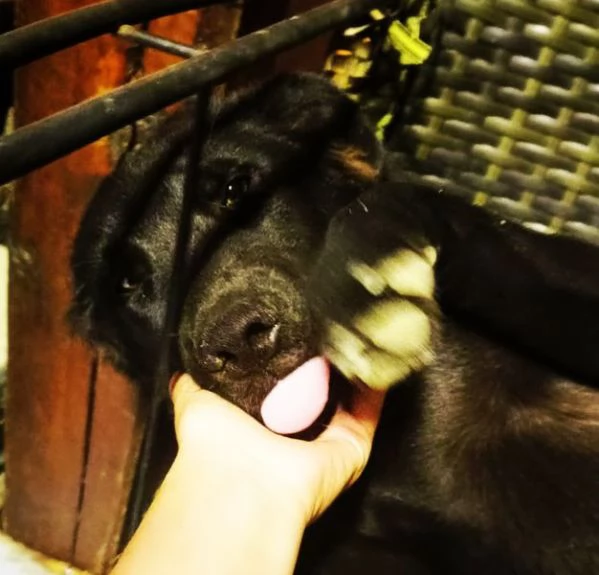 Margot, cucciola simil labrador | Foto 0