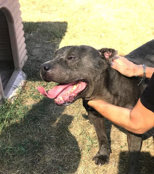  Bambacione, il nome adatto a lui | Foto 4