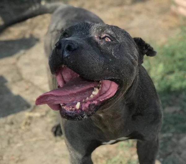  Bambacione, il nome adatto a lui