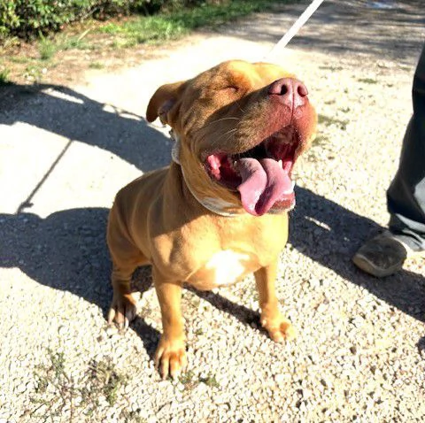 REGINA, occhi marroni come il suo manto | Foto 6