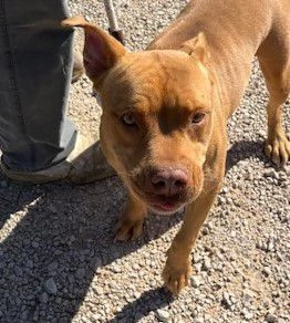 REGINA, occhi marroni come il suo manto | Foto 4