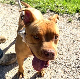 REGINA, occhi marroni come il suo manto | Foto 2