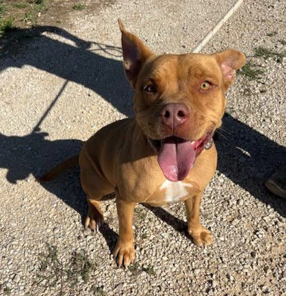 REGINA, occhi marroni come il suo manto | Foto 1