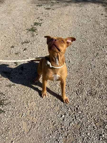 REGINA, occhi marroni come il suo manto | Foto 0