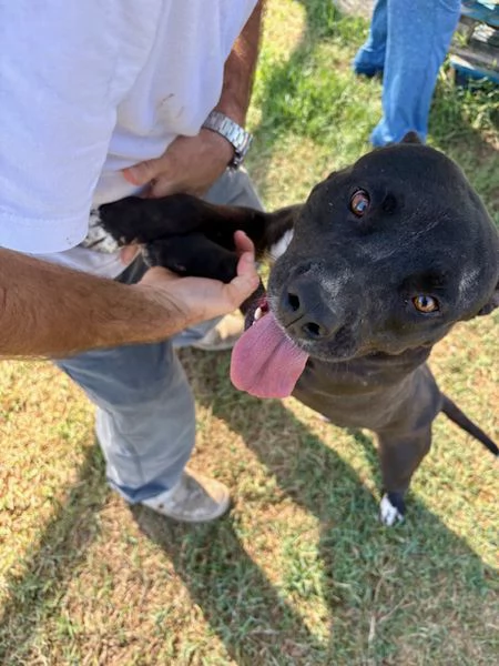 JESSY, un cuore di pitt | Foto 6