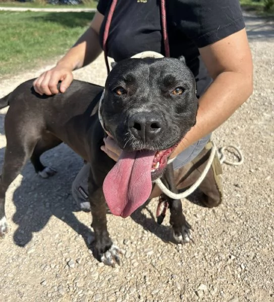 JESSY, un cuore di pitt | Foto 4