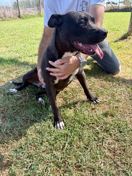 JESSY, un cuore di pitt | Foto 3