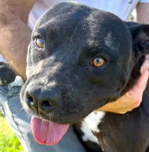 JESSY, un cuore di pitt