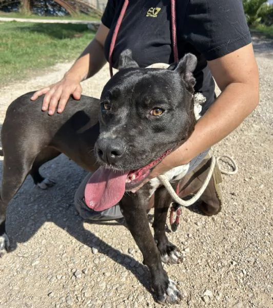 JESSY, un cuore di pitt | Foto 1