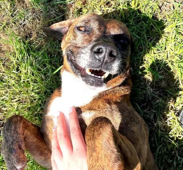 Tellina, la cagnolina ideale per tutti  | Foto 6