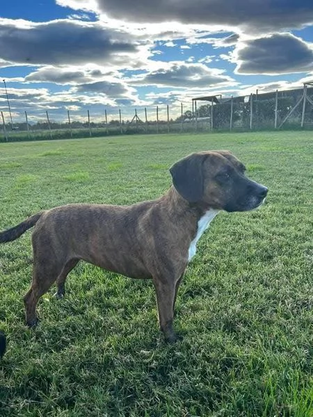 Tellina, la cagnolina ideale per tutti  | Foto 5