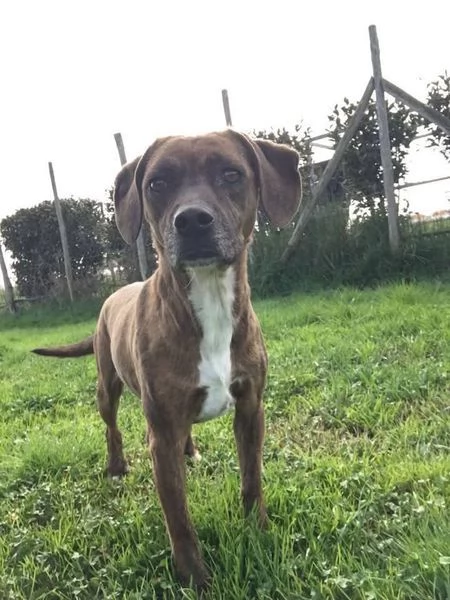 Tellina, la cagnolina ideale per tutti  | Foto 4