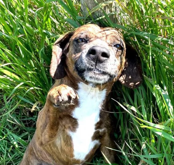 Tellina, la cagnolina ideale per tutti  | Foto 3