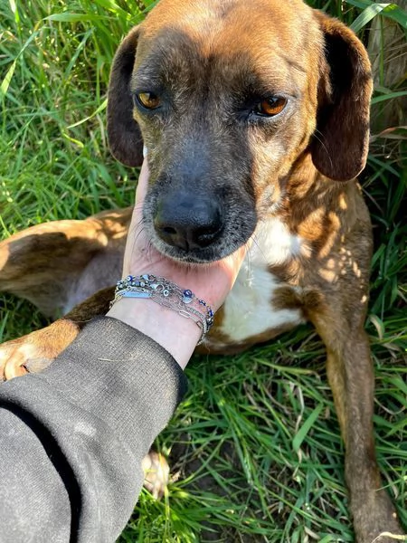 Tellina, la cagnolina ideale per tutti  | Foto 2