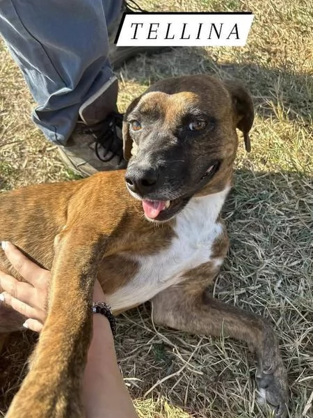 Tellina, la cagnolina ideale per tutti 