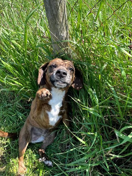 Tellina, la cagnolina ideale per tutti  | Foto 1