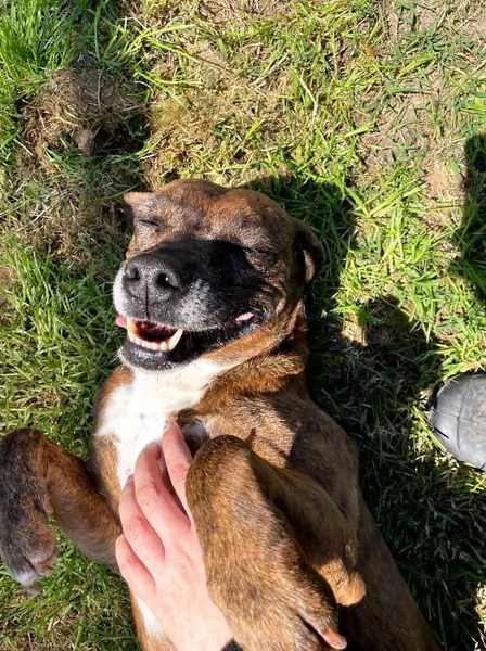 Tellina, la cagnolina ideale per tutti  | Foto 0