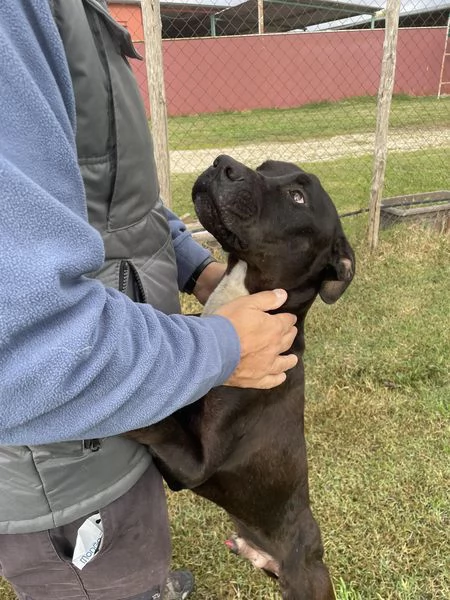 The King! Il re nero  | Foto 6