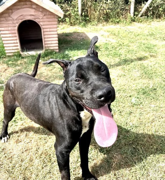 The King! Il re nero  | Foto 4