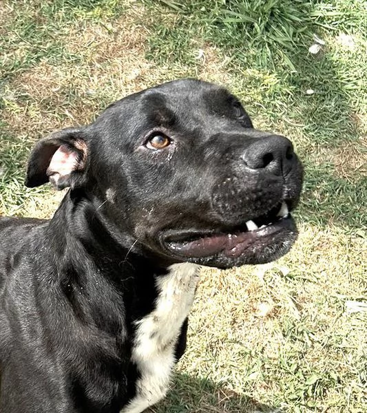 The King! Il re nero  | Foto 3