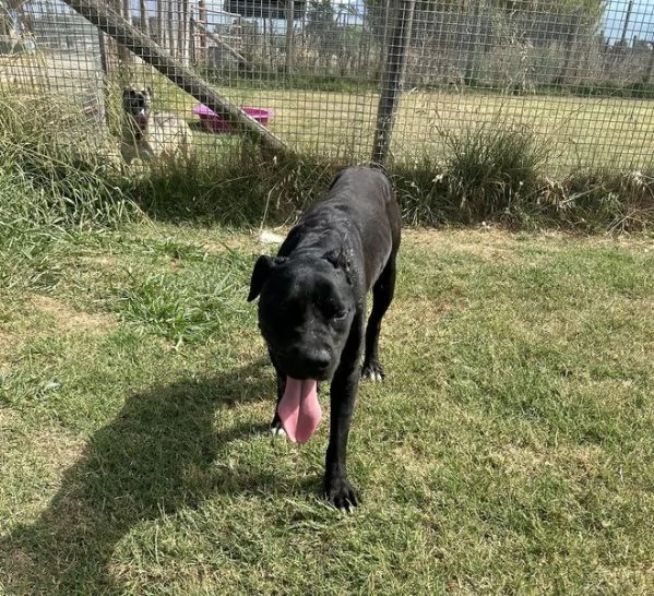 The King! Il re nero  | Foto 2