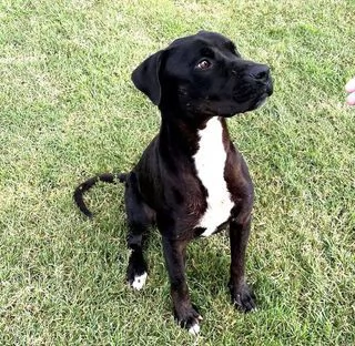 The King! Il re nero 