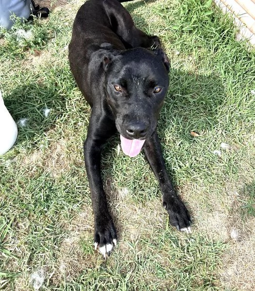 The King! Il re nero  | Foto 1