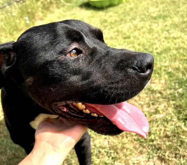 The King! Il re nero  | Foto 0