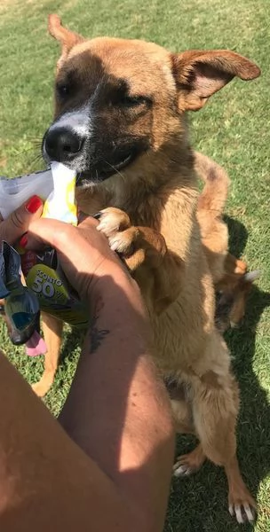 VAN, cucciolone con una stella sul dorso | Foto 5