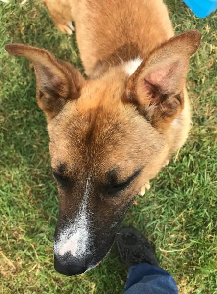 VAN, cucciolone con una stella sul dorso | Foto 4
