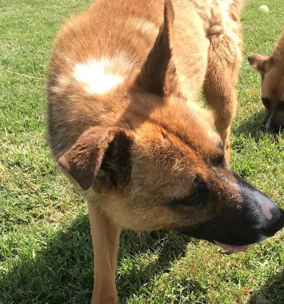VAN, cucciolone con una stella sul dorso | Foto 3