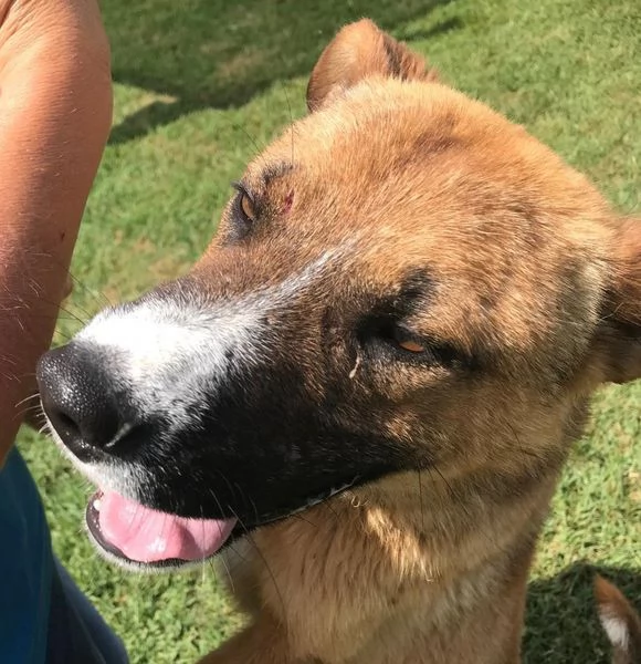 VAN, cucciolone con una stella sul dorso | Foto 2