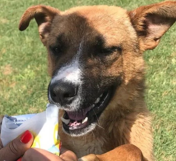 VAN, cucciolone con una stella sul dorso